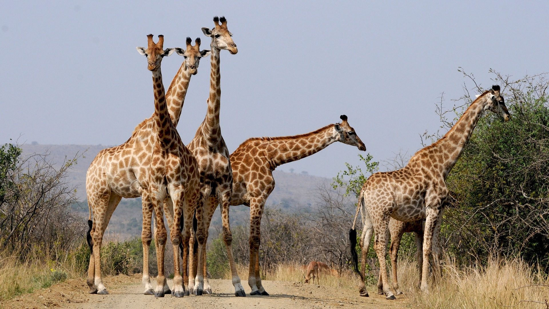 grahamstown-hotels-zuid-afrika