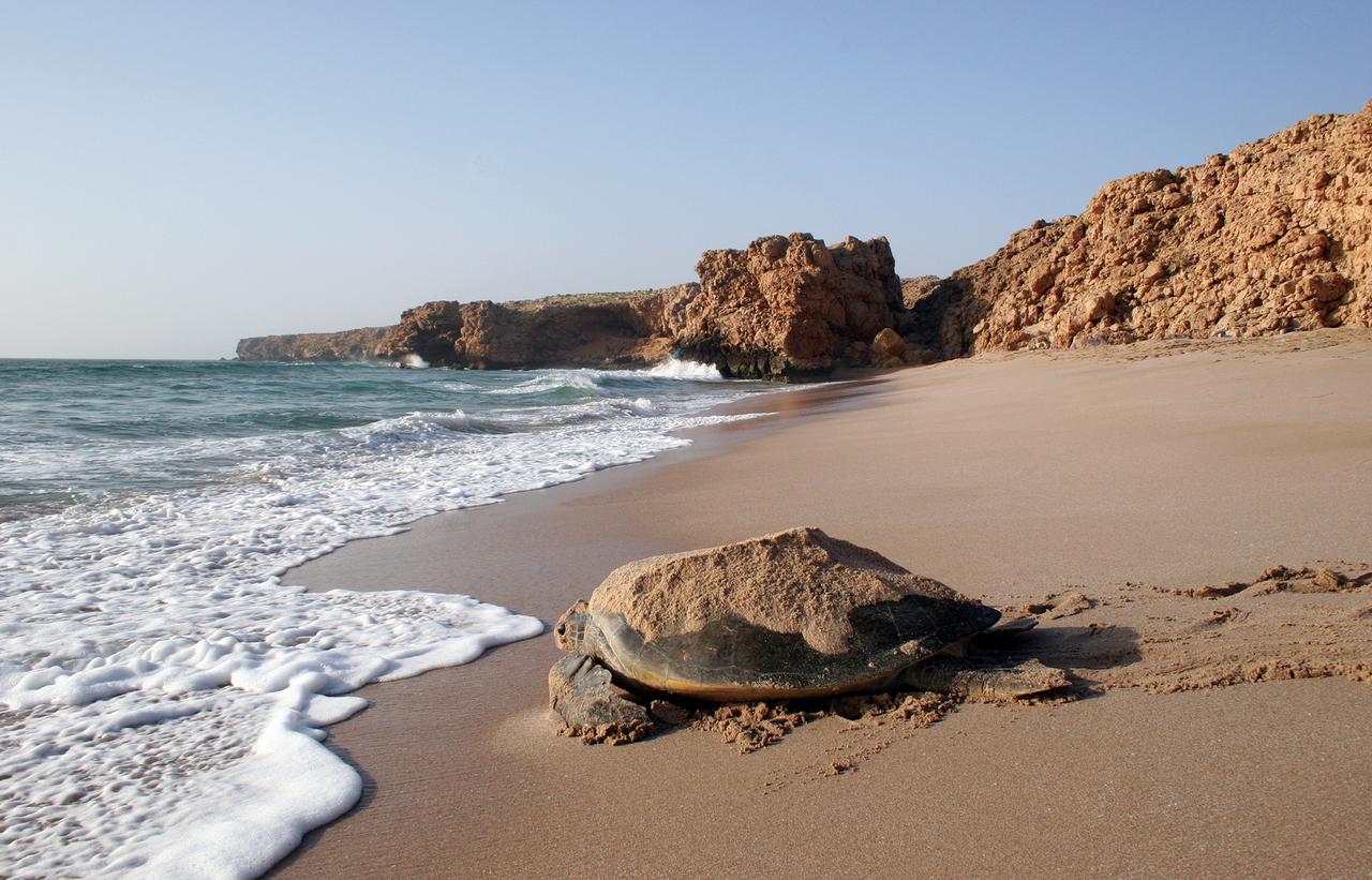 oman_hotel_rasalhadd