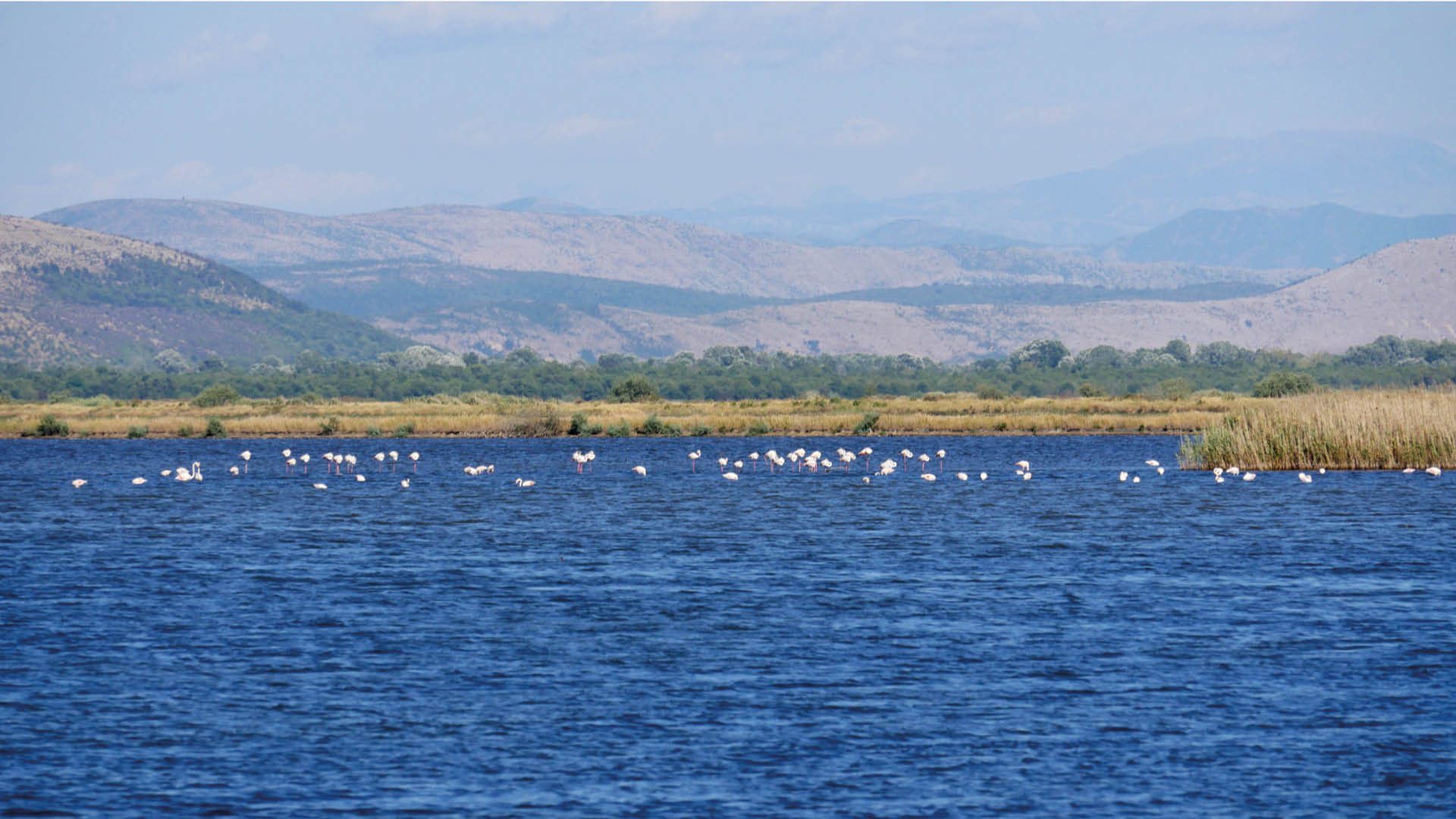 ulcinje salinas flamingos