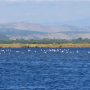 ulcinje salinas flamingos