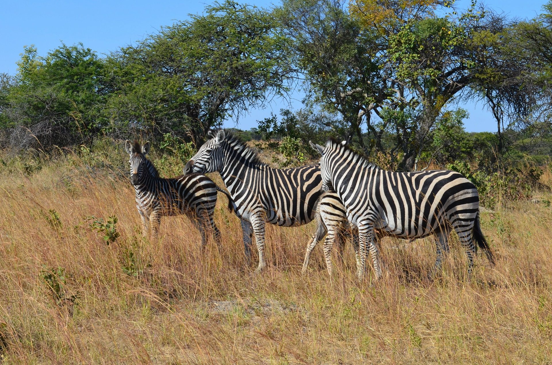 rondreis-zimbabwe