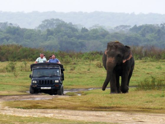kaudulla nationaal park jeep safari sri lanka