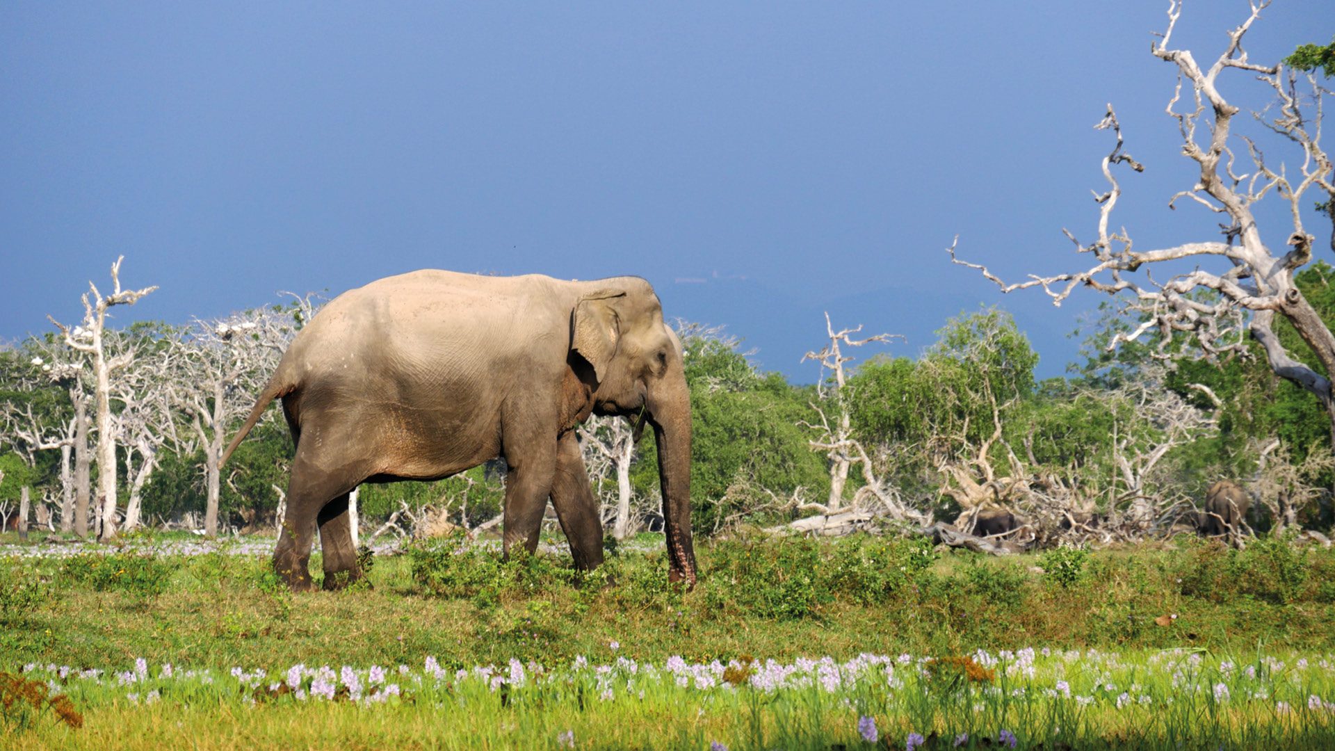 yala nationaal park sri lanka