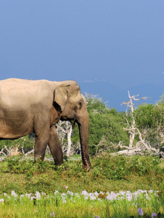 yala nationaal park sri lanka