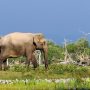 yala nationaal park sri lanka