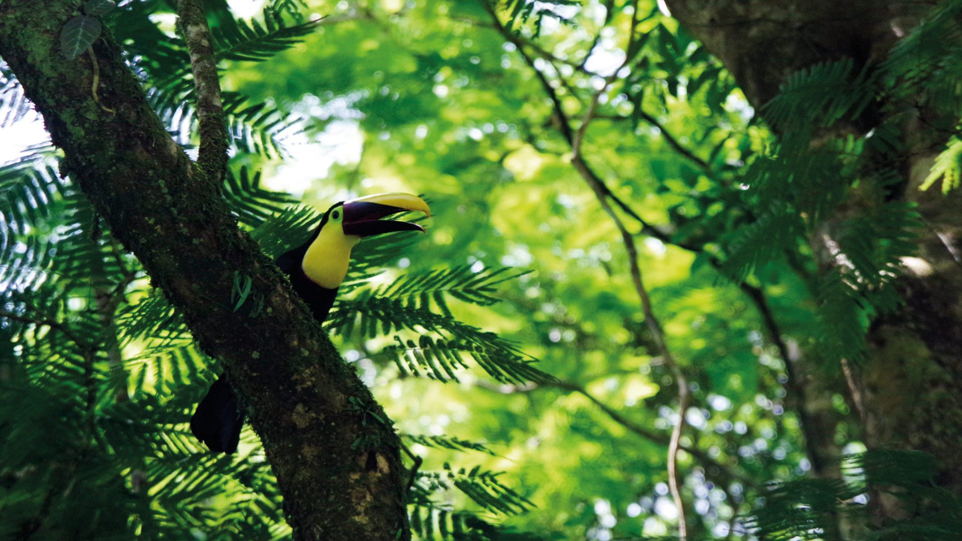 costa rica fotografie