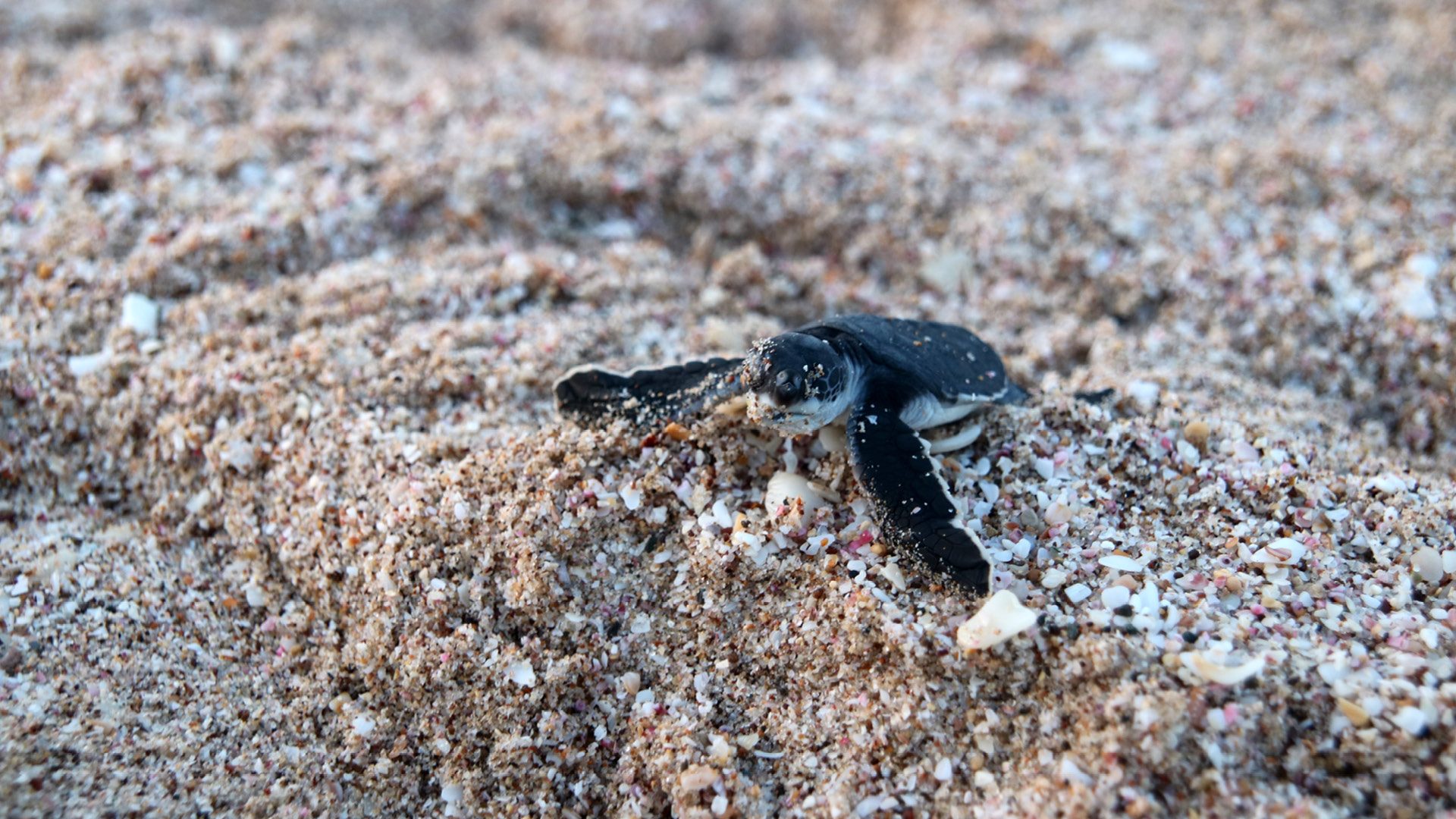 ras al jinz schildpadden oman