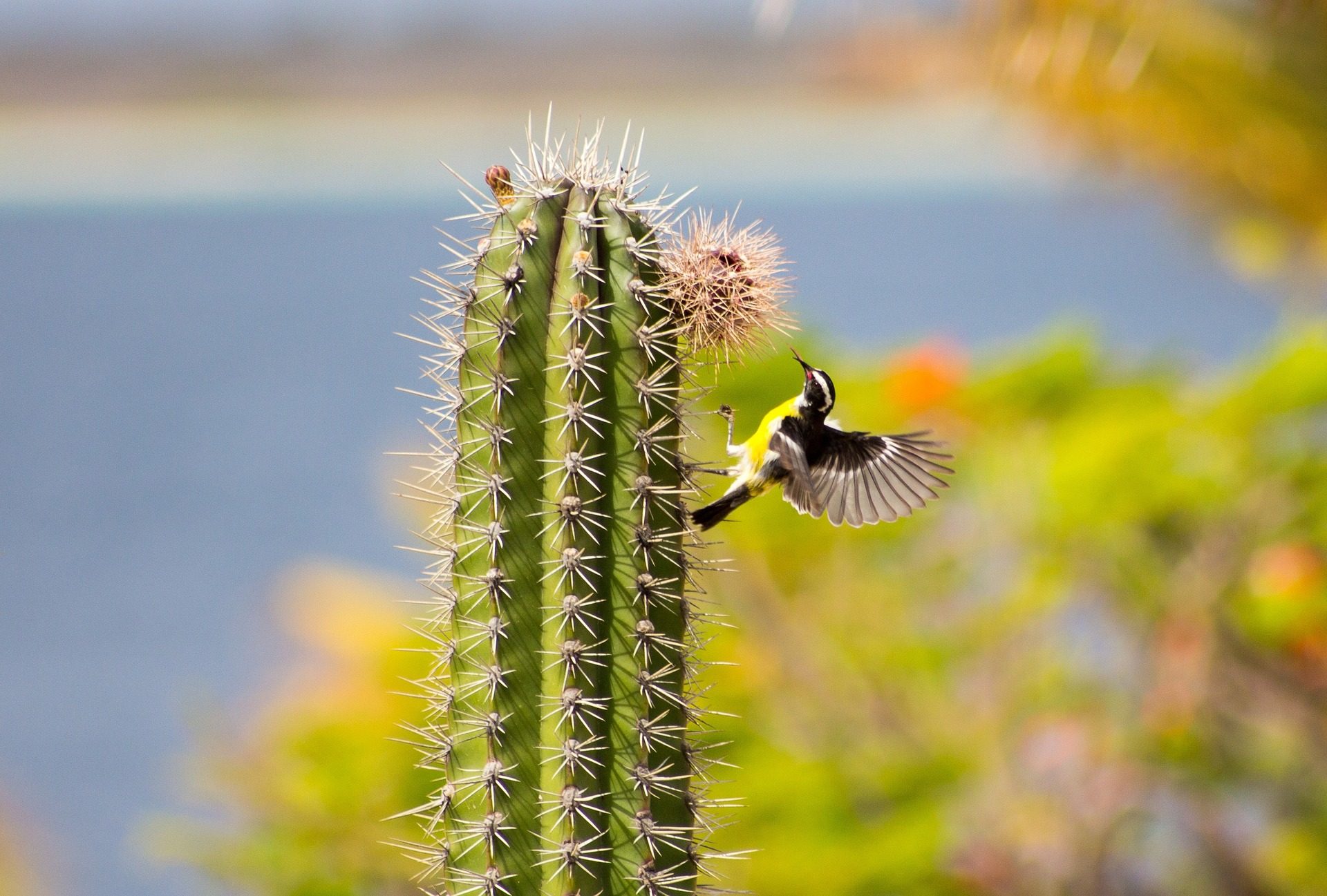 bonaire-rondreis