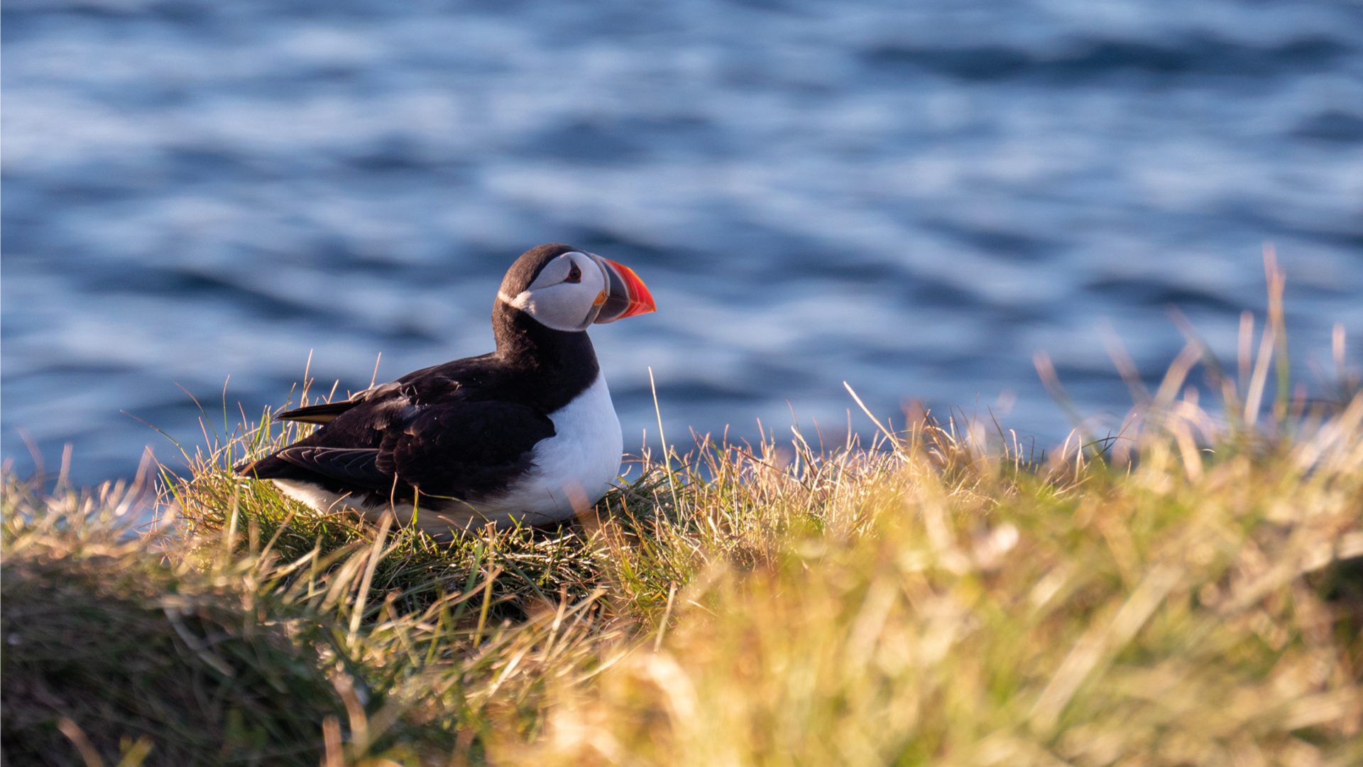 borgarfjordur-eystri-ijsland-papegaaiduikers