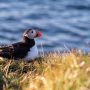 borgarfjordur-eystri-ijsland-papegaaiduikers