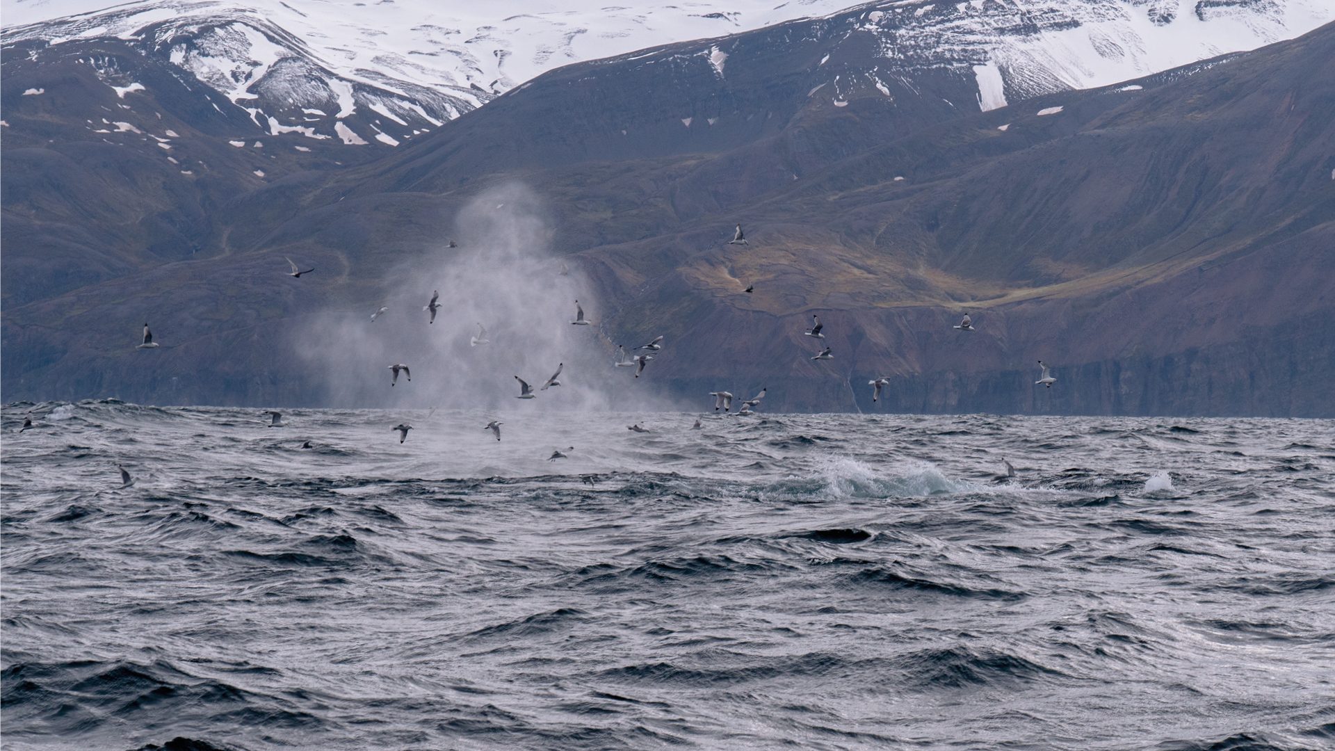 husavik-ijsland-bezienswaardigheden