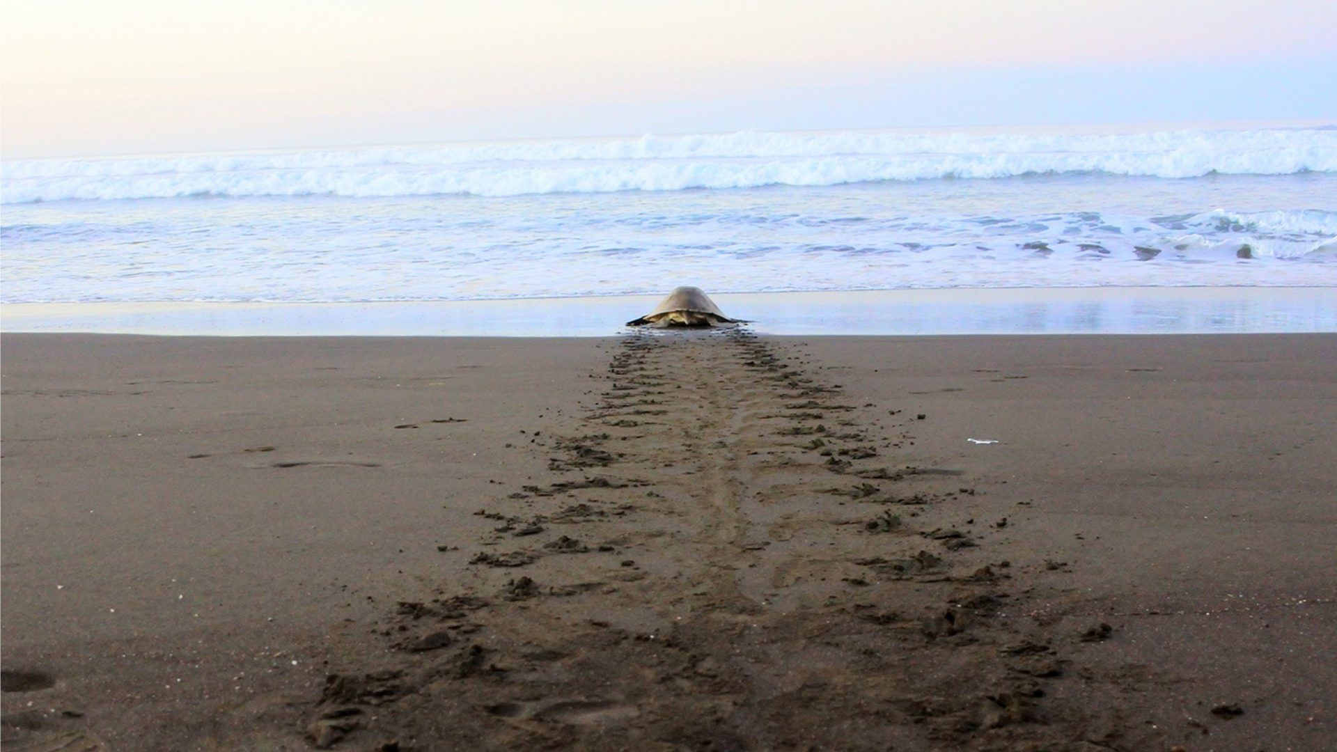 zeeschildpadden in costa rica arribada