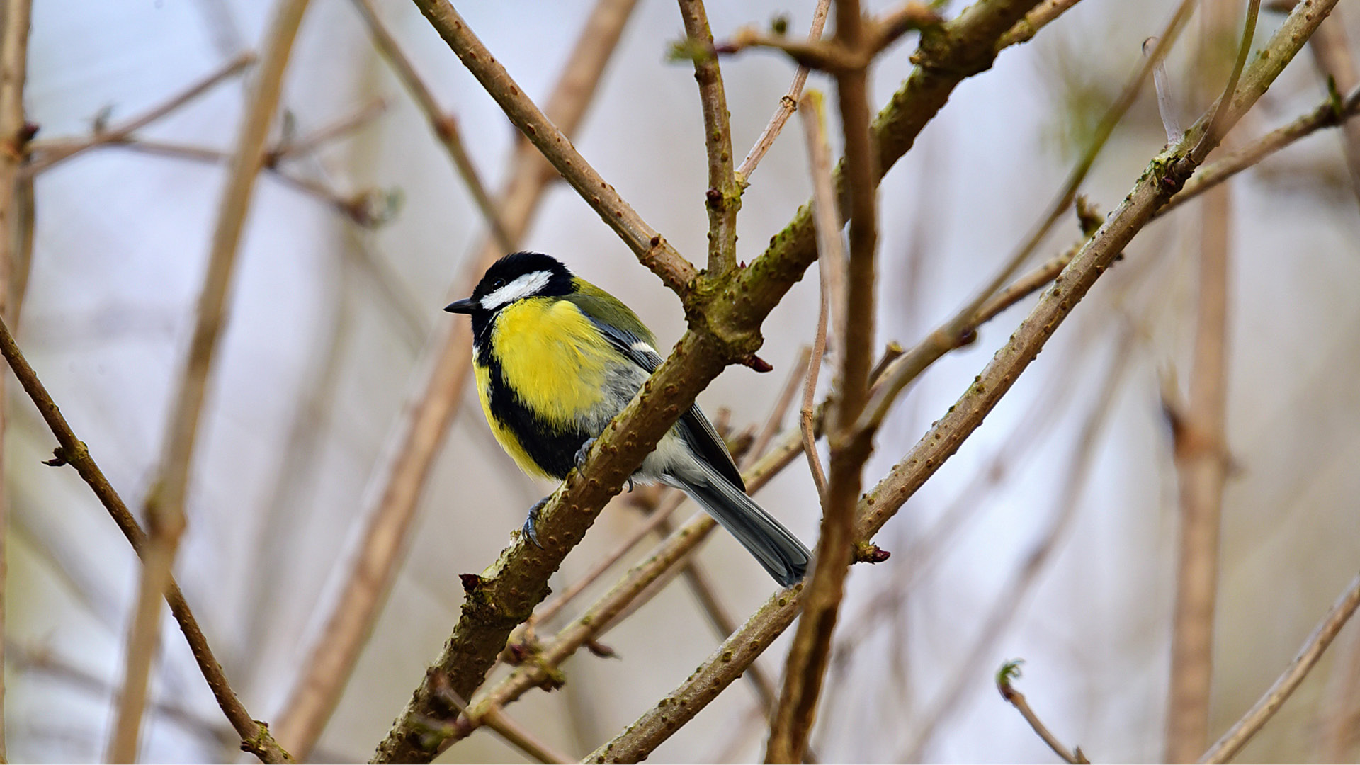 gratis-vogelcursussen