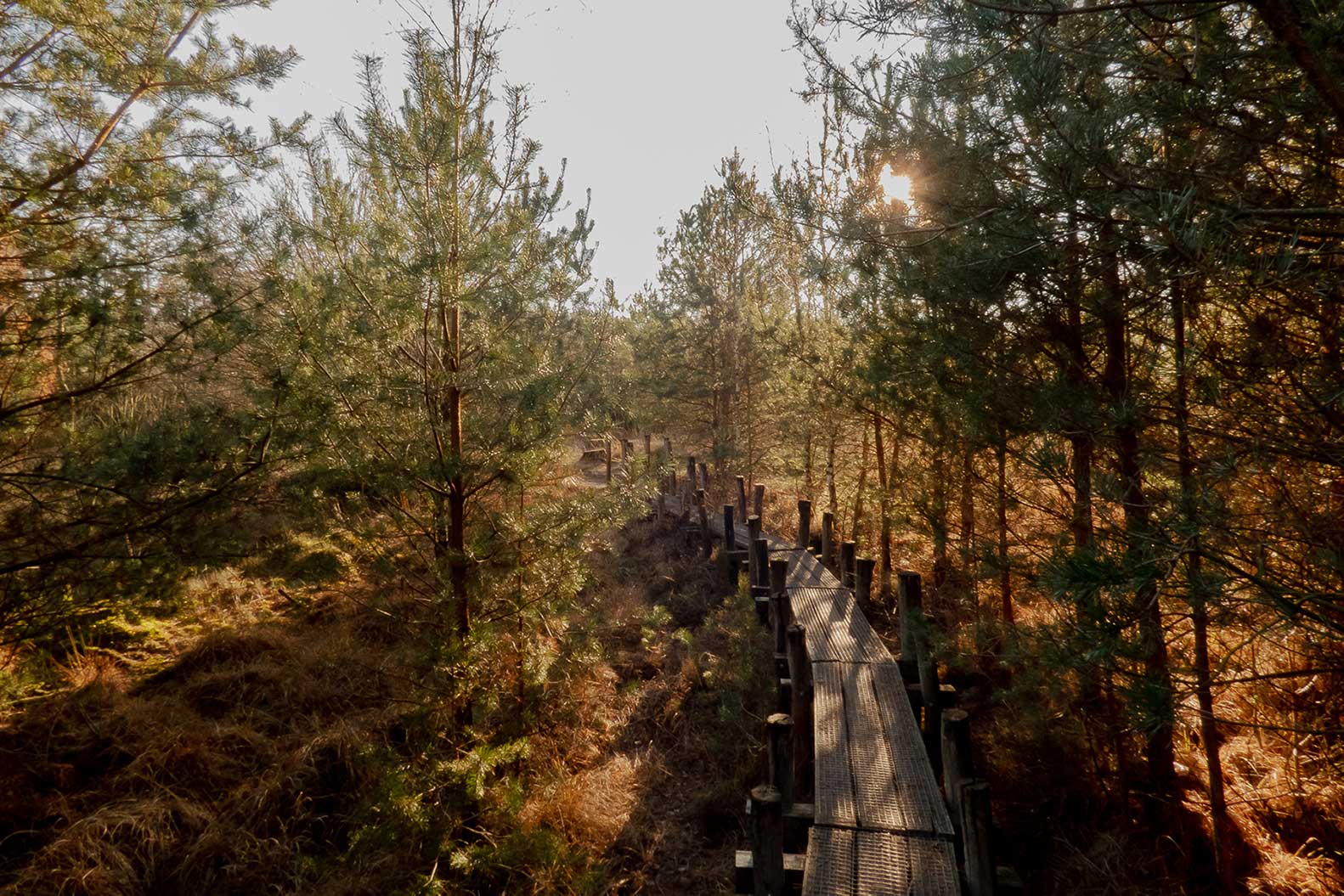 dwingelderveld-nationaal-park-spier-wandelen