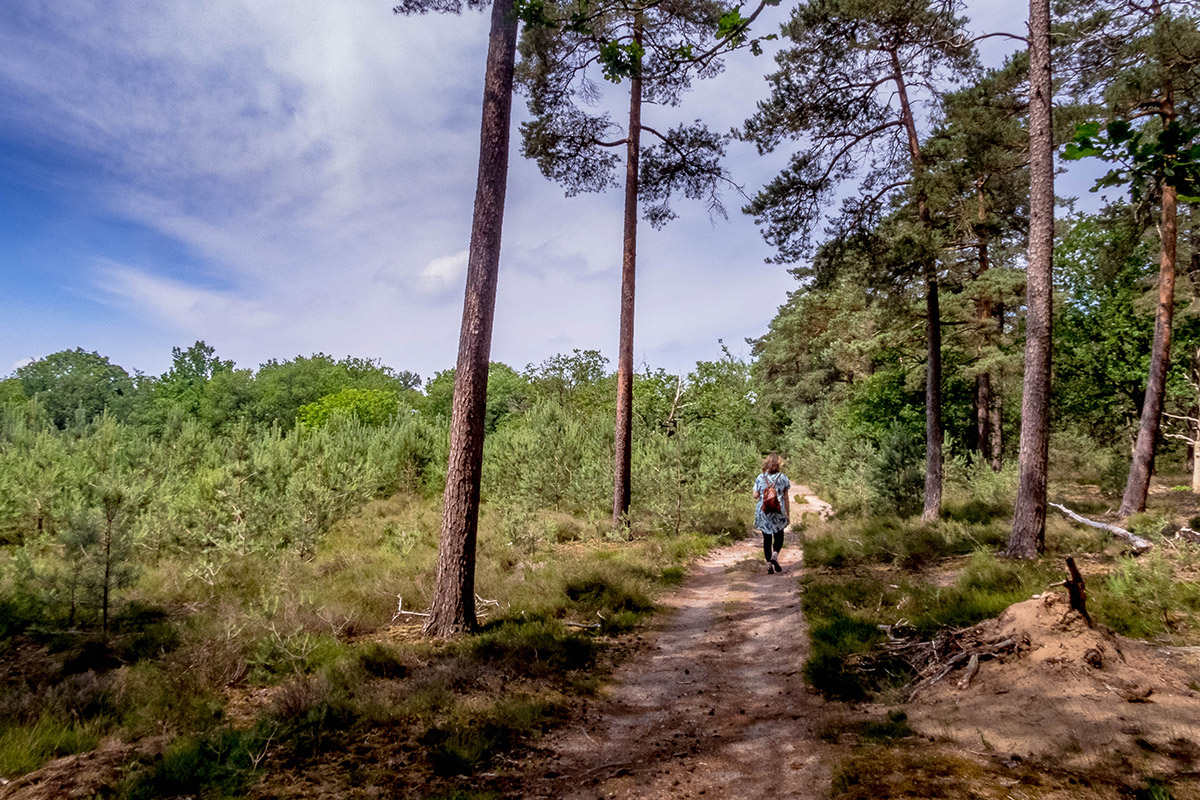 drenthe-hondsrug-wandeling