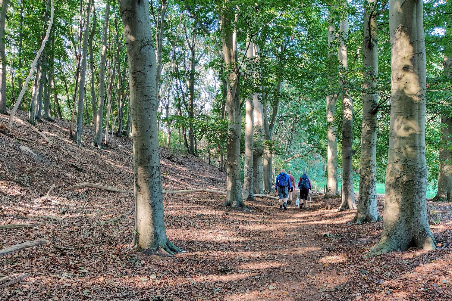 loonse-en-drunense-duinen-wandeling