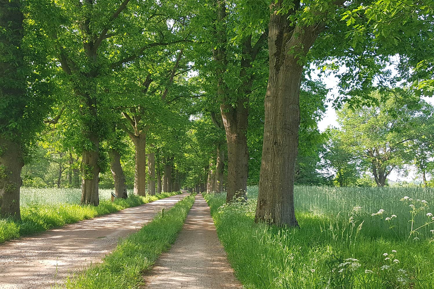 sprengenberg-sallandse-heuvelrug