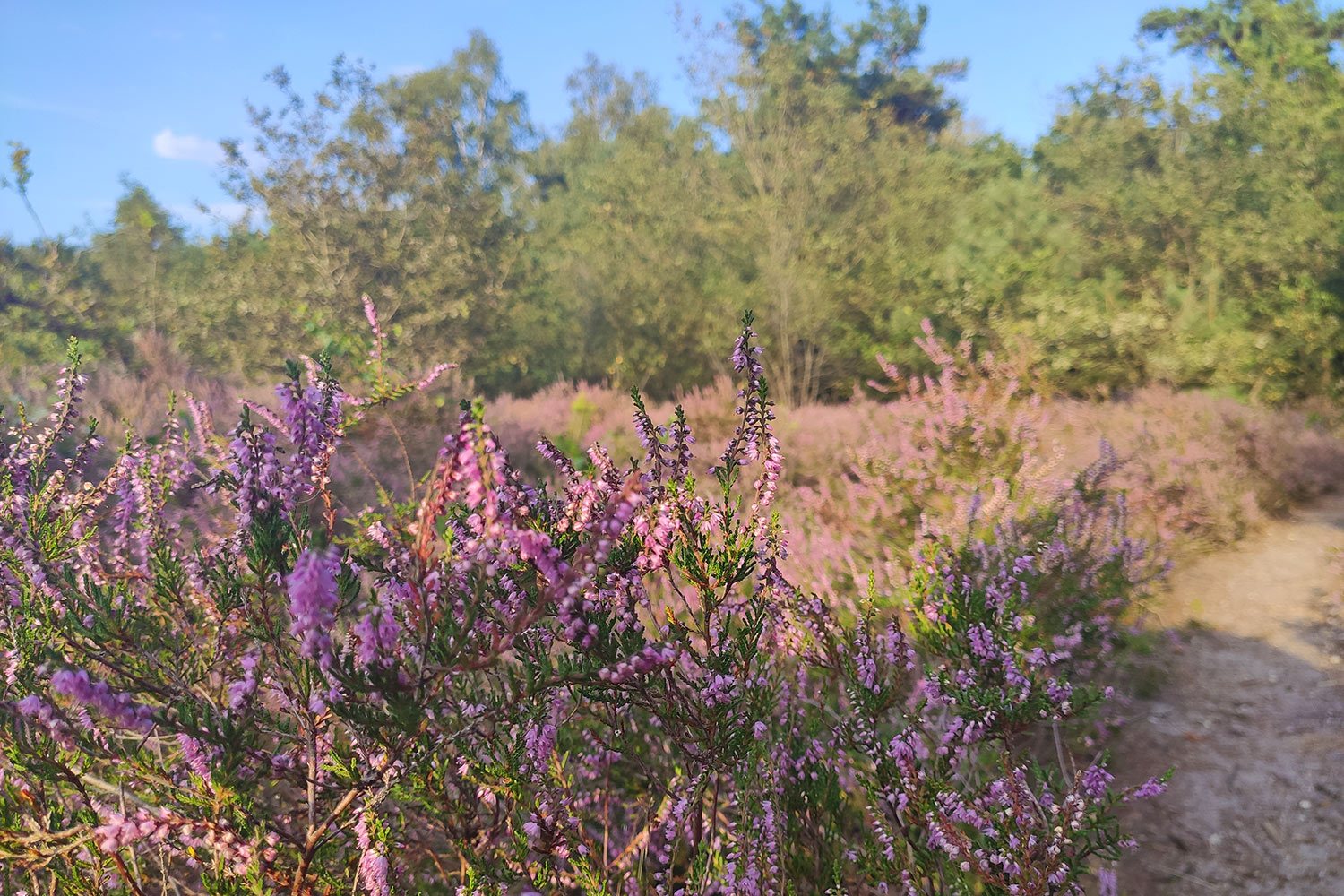 dal-van-mosbeek-heide