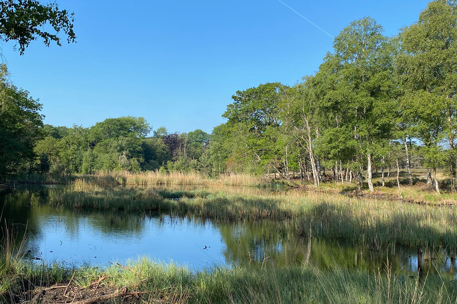 veluwe-noorderheide