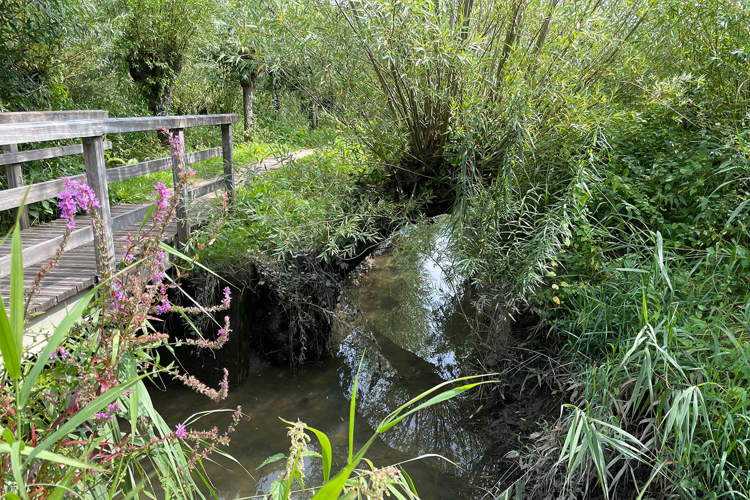 eiland-ijsselmonde-wandelen