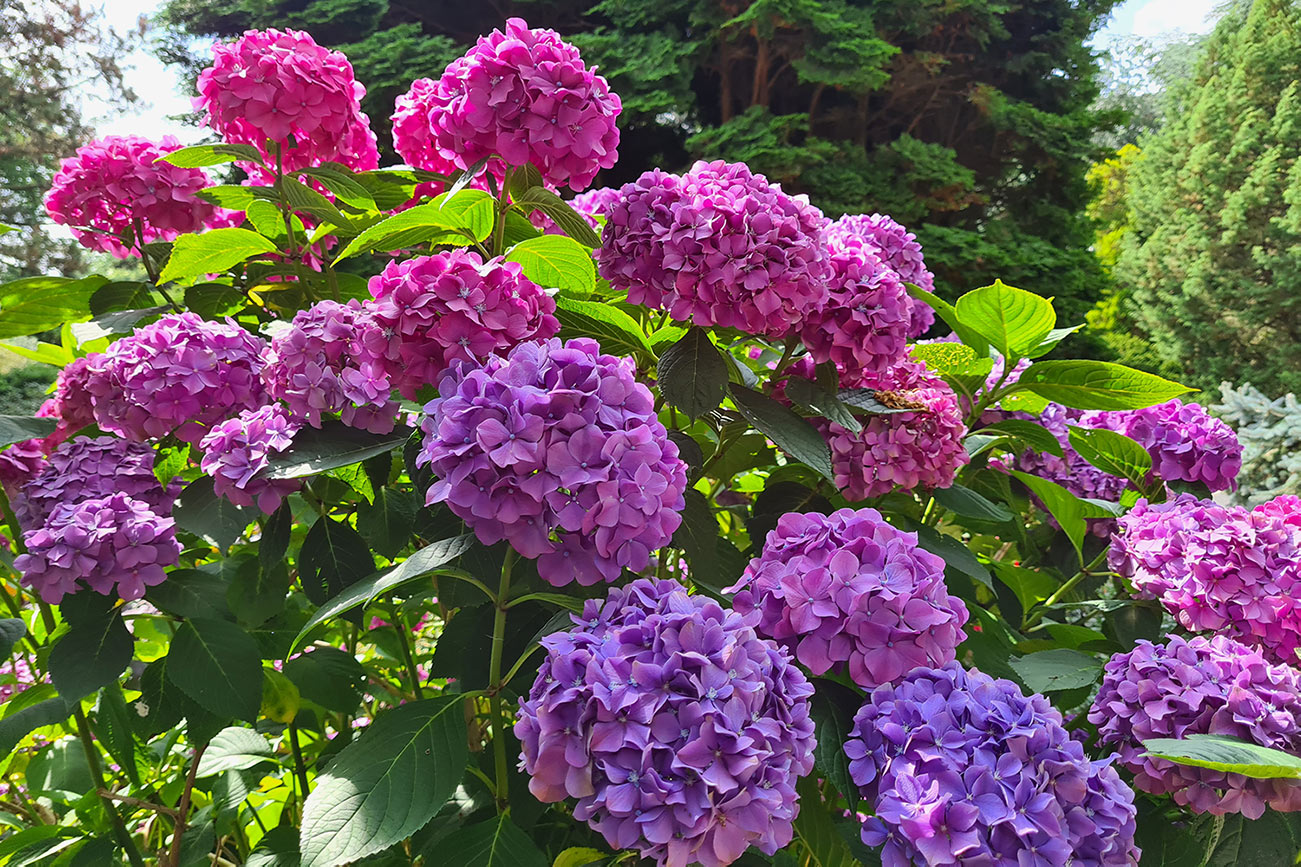 trompenburg-tuinen-arboretum-rotterdam