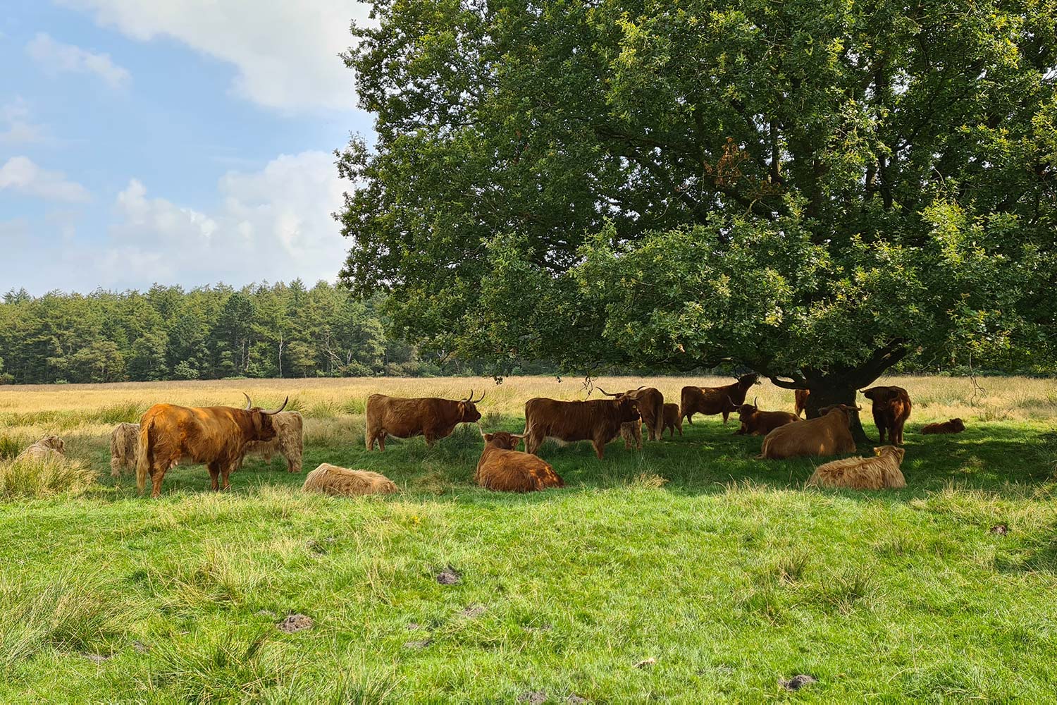 drenthe-zwiggelte-fietsen