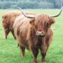 twente-schotse-hooglanders