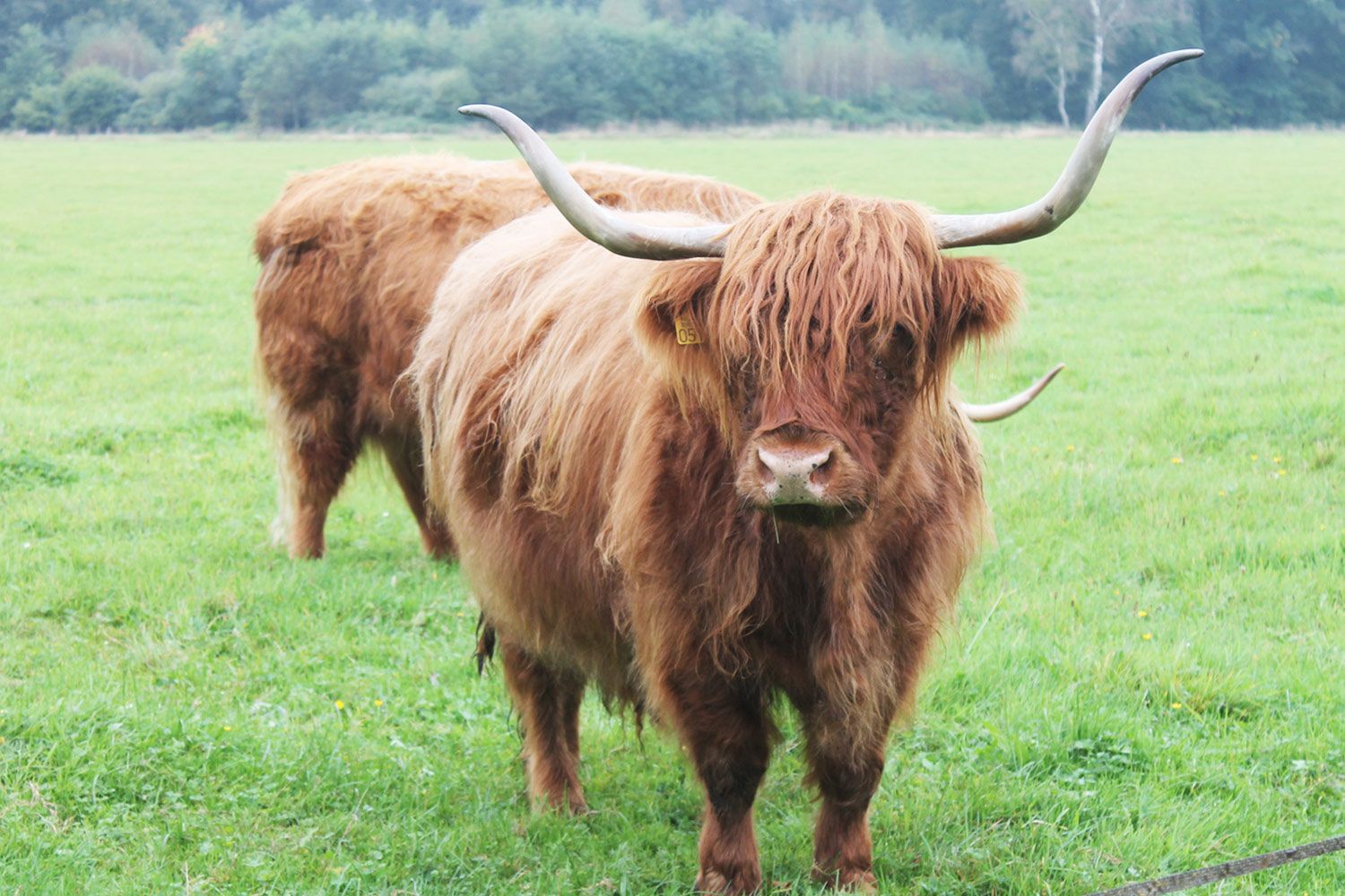 twente-schotse-hooglanders