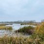 nieuwe-dordtse-biesbosch-1