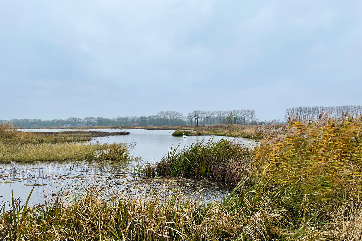 nieuwe-dordtse-biesbosch-1