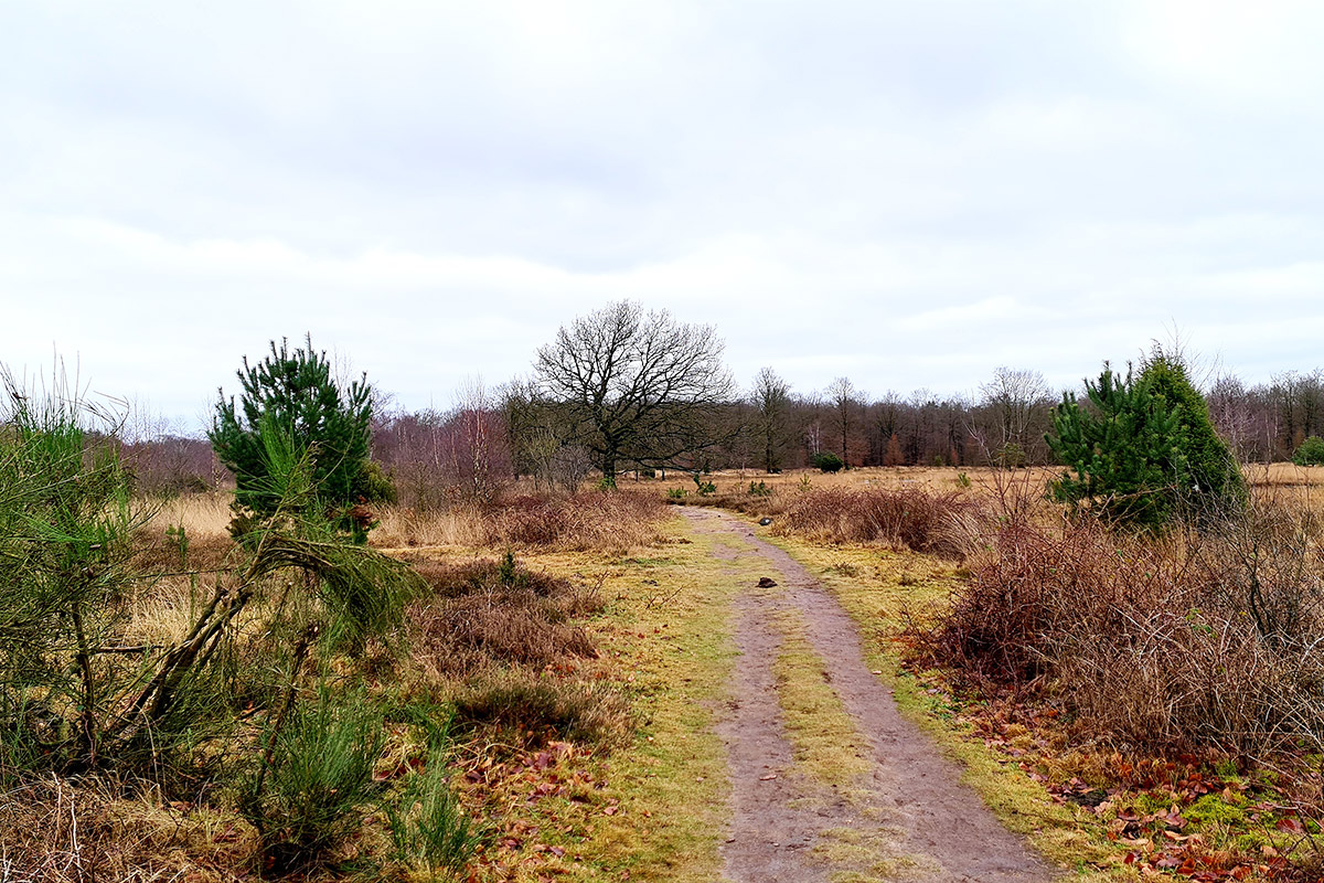 wolvenspoor-hart-van-drenthe