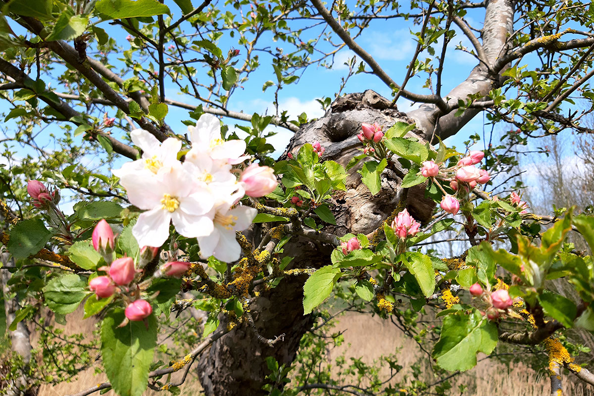 bloesemwandeling-de-linge