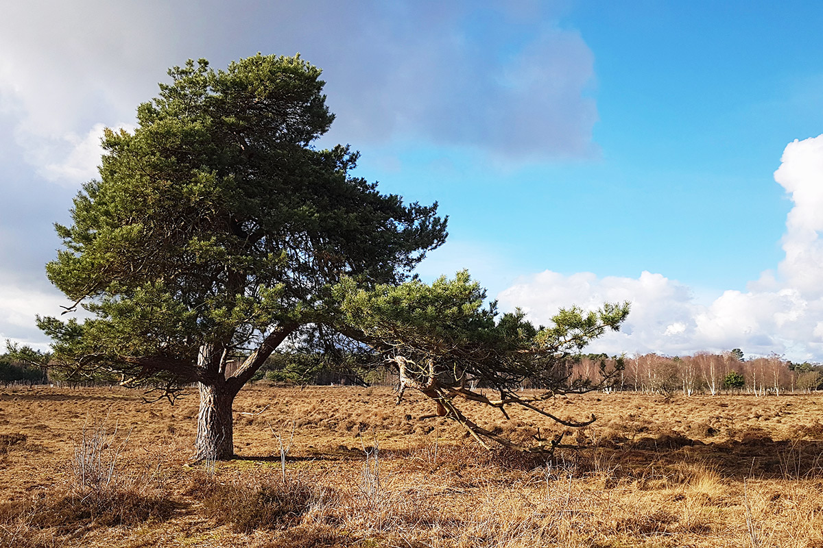 gorsselse-heide