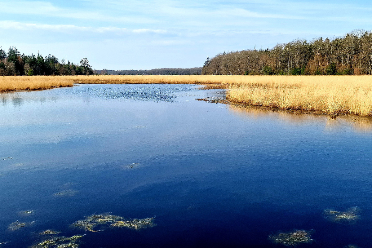 veenpluisroute-drenthe-wandeling