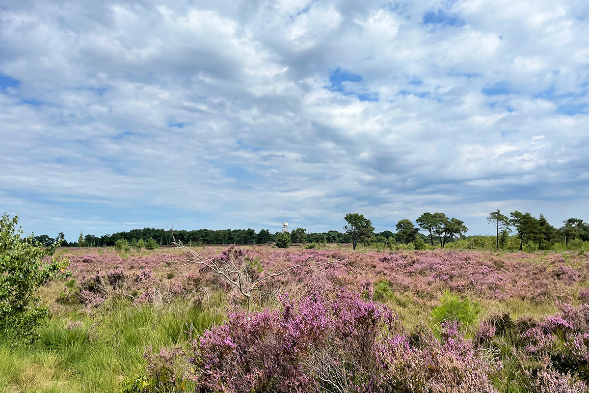 kalmthoutse-heide-grens