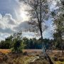 rucphense-bossen-wandeling