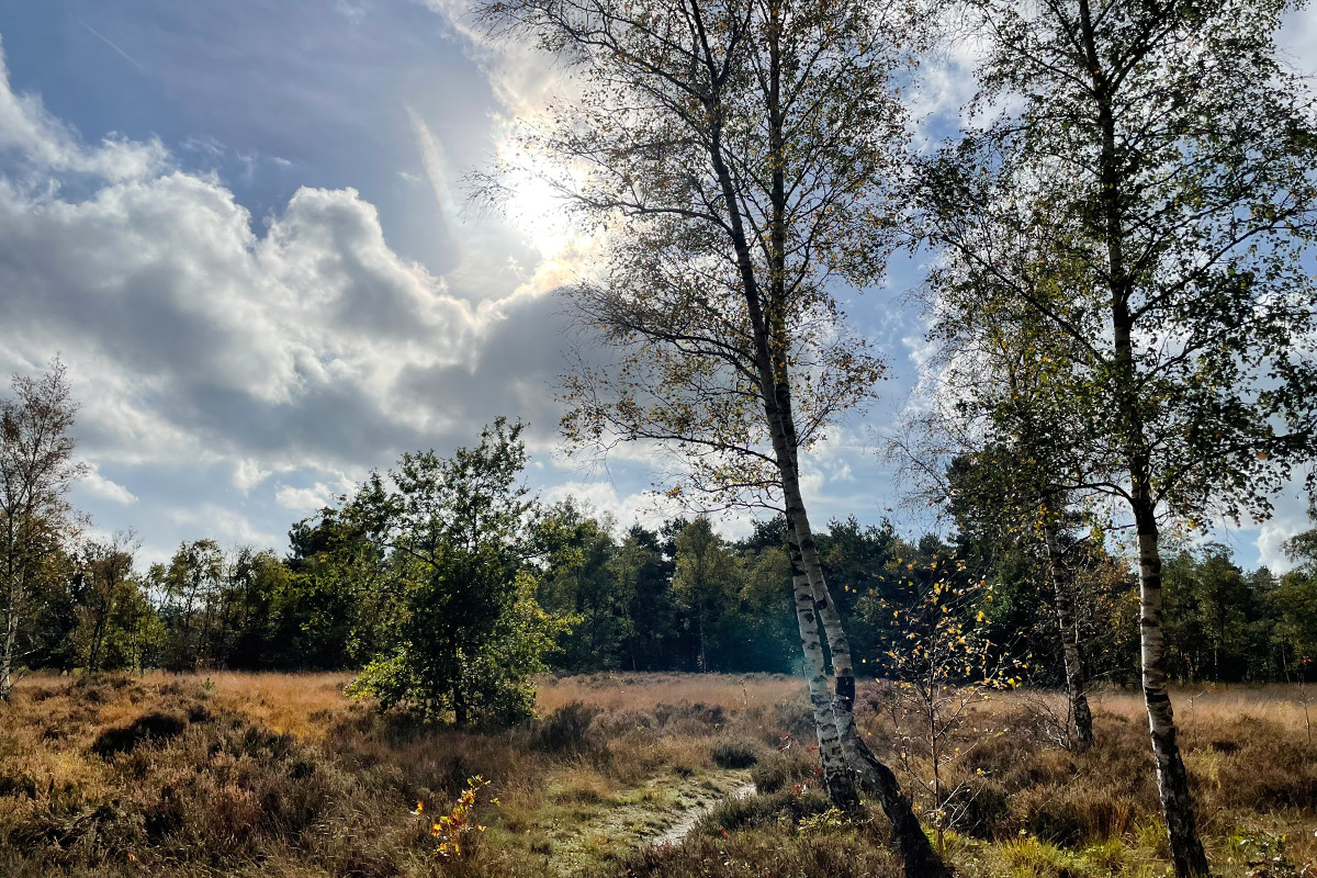 rucphense-bossen-wandeling