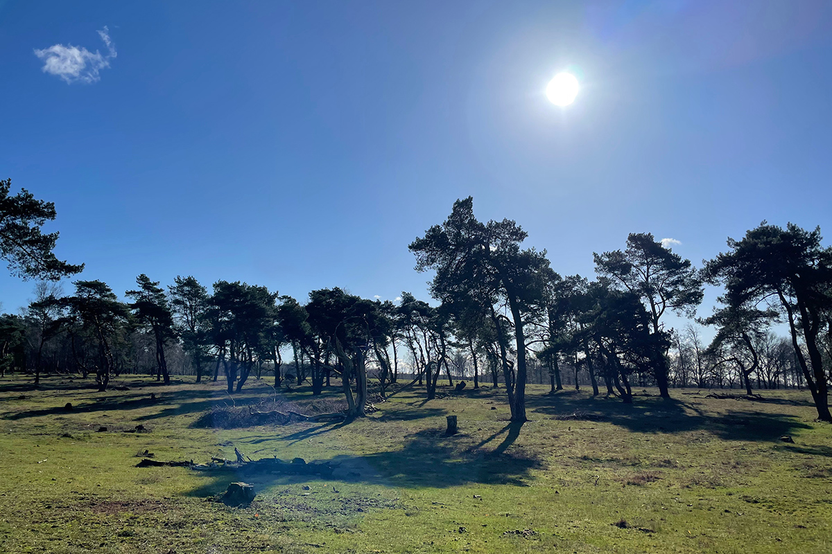 plantage-willem-iii-utrecht-wandeling