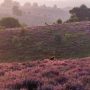 veluwe-hei-wandeling