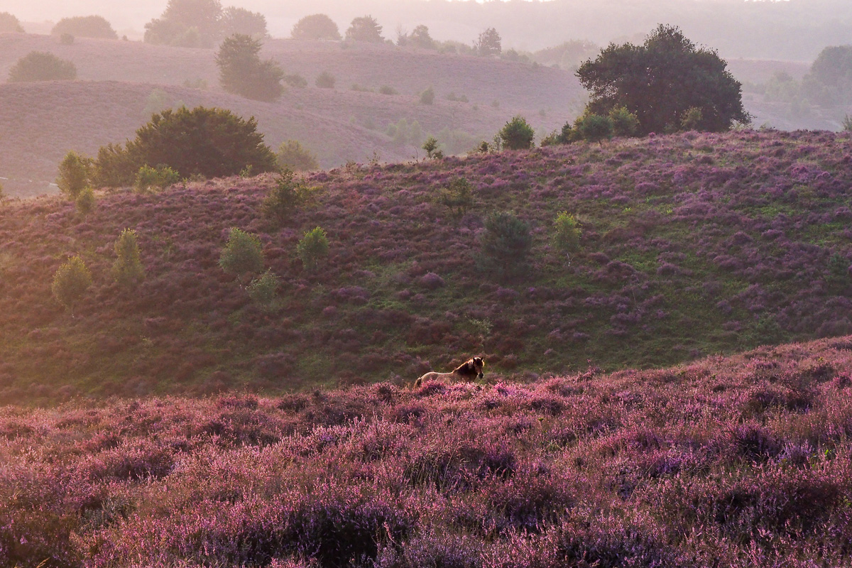 veluwe-hei-wandeling