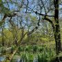 quackjeswater-zuid-holland