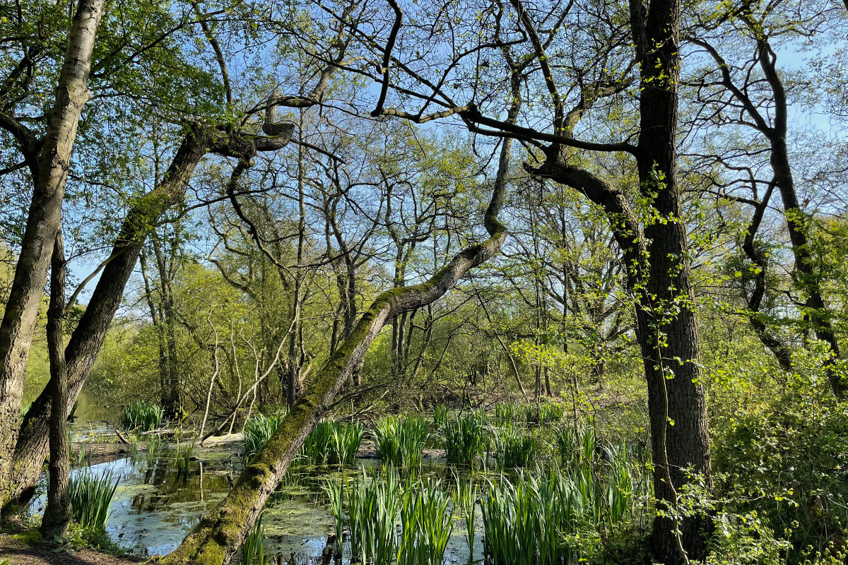 quackjeswater-zuid-holland