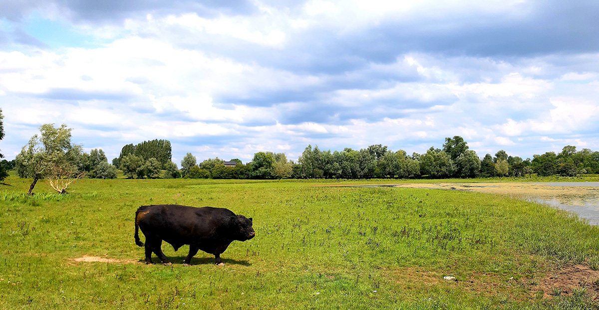 ns-wandeling-blauwe-kamer-rhenen