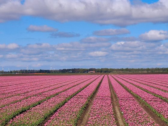 tulpenfestival-noordoostpolder-route