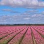 tulpenfestival-noordoostpolder-route
